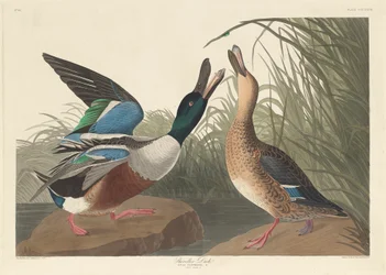 Slobeend, 1836